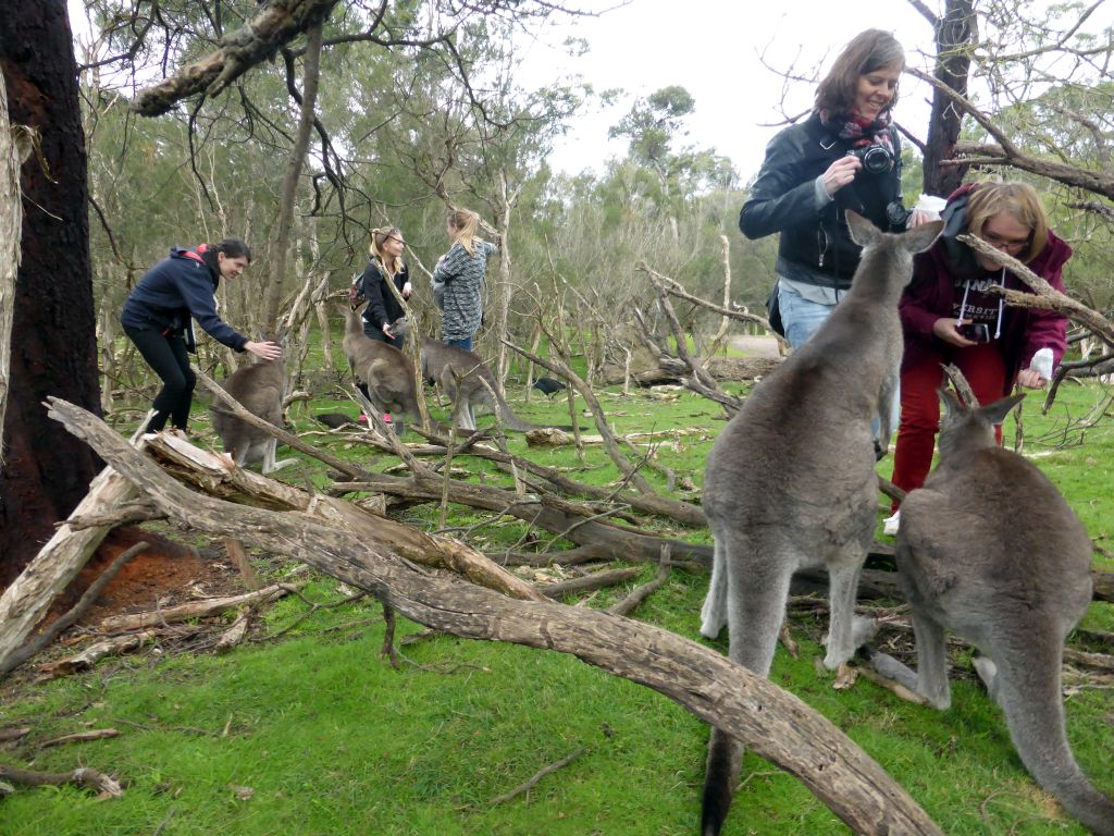 Kangaroos and tourists at the Wallaby Walk at the Moonlit Sanctuary Wildlife Conservation Park