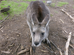 Kangaroo at the Wallaby Walk at the Moonlit Sanctuary Wildlife Conservation Park