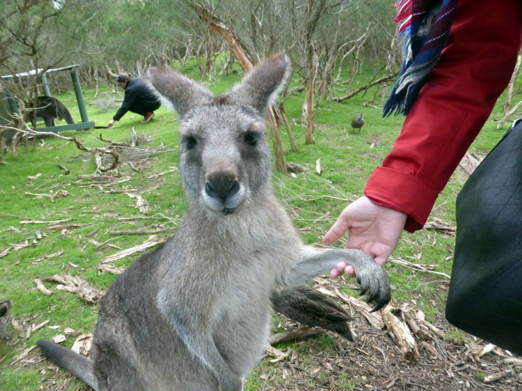 Miaomiao with a Kangaroo at the Wallaby Walk at the Moonlit Sanctuary Wildlife Conservation Park