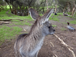 Kangaroo at the Wallaby Walk at the Moonlit Sanctuary Wildlife Conservation Park