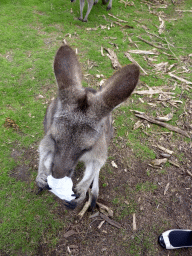 Kangaroo with a small bag with food at the Wallaby Walk at the Moonlit Sanctuary Wildlife Conservation Park