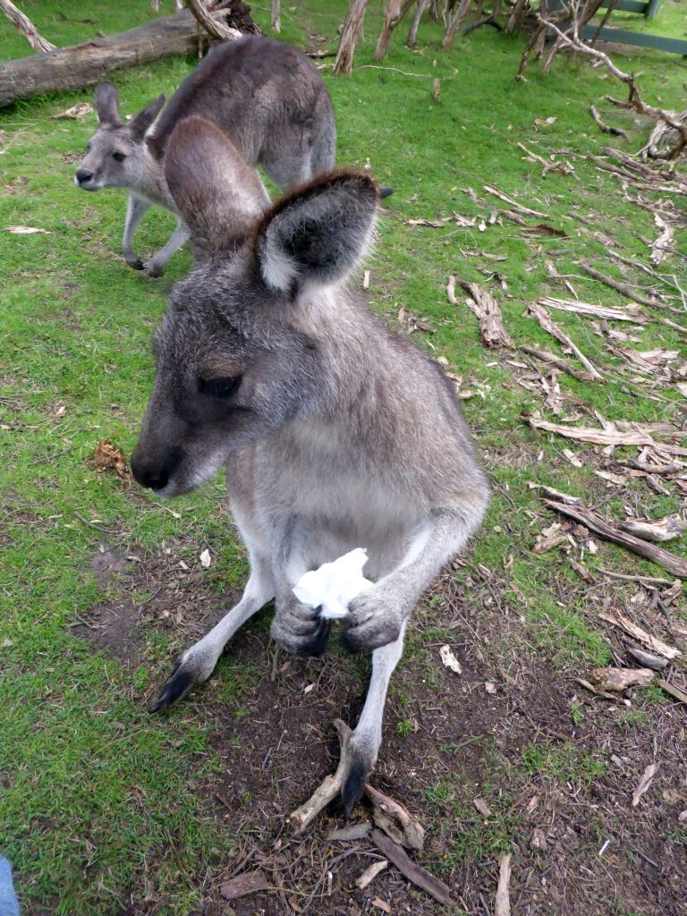 Kangaroo with a small bag with food at the Wallaby Walk at the Moonlit Sanctuary Wildlife Conservation Park