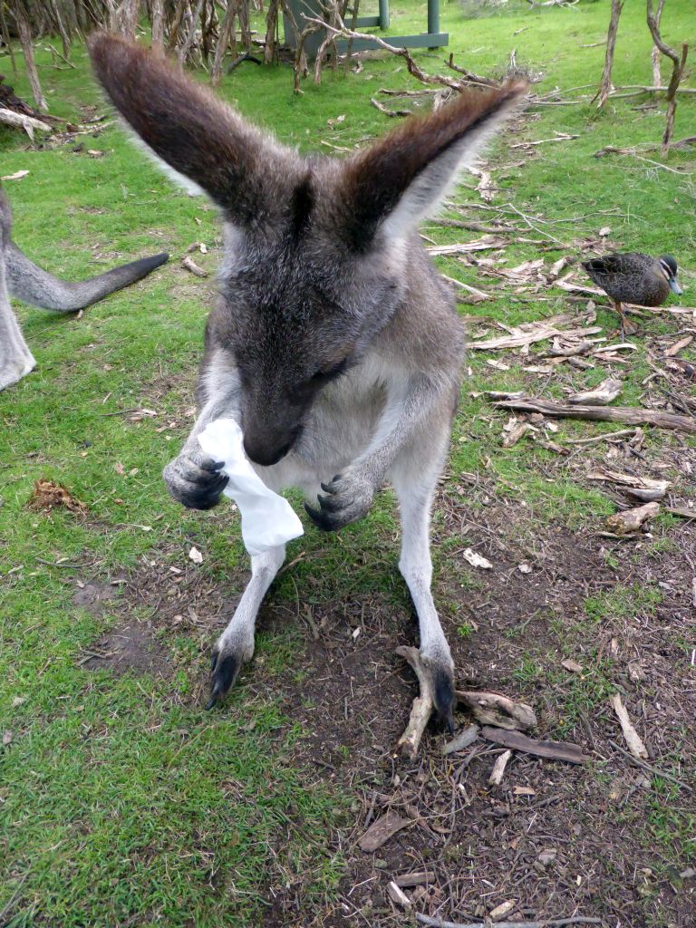 Kangaroo with a small bag with food at the Wallaby Walk at the Moonlit Sanctuary Wildlife Conservation Park