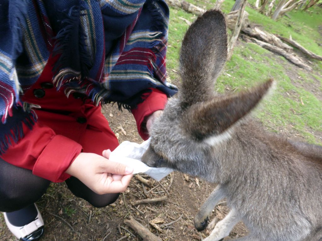 Miaomiao feeding a Kangaroo at the Wallaby Walk at the Moonlit Sanctuary Wildlife Conservation Park