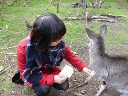 Miaomiao feeding a Kangaroo at the Wallaby Walk at the Moonlit Sanctuary Wildlife Conservation Park