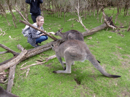 Kangaroos and tourists at the Wallaby Walk at the Moonlit Sanctuary Wildlife Conservation Park