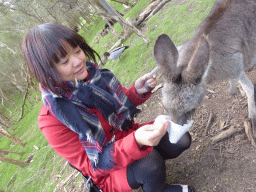 Miaomiao feeding a Kangaroo at the Wallaby Walk at the Moonlit Sanctuary Wildlife Conservation Park