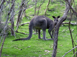 Large male Kangaroo at the Wallaby Walk at the Moonlit Sanctuary Wildlife Conservation Park