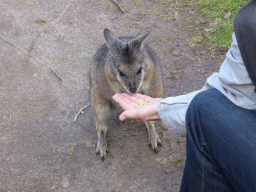 Tourist feeding a Wallaby at the Wallaby Walk at the Moonlit Sanctuary Wildlife Conservation Park