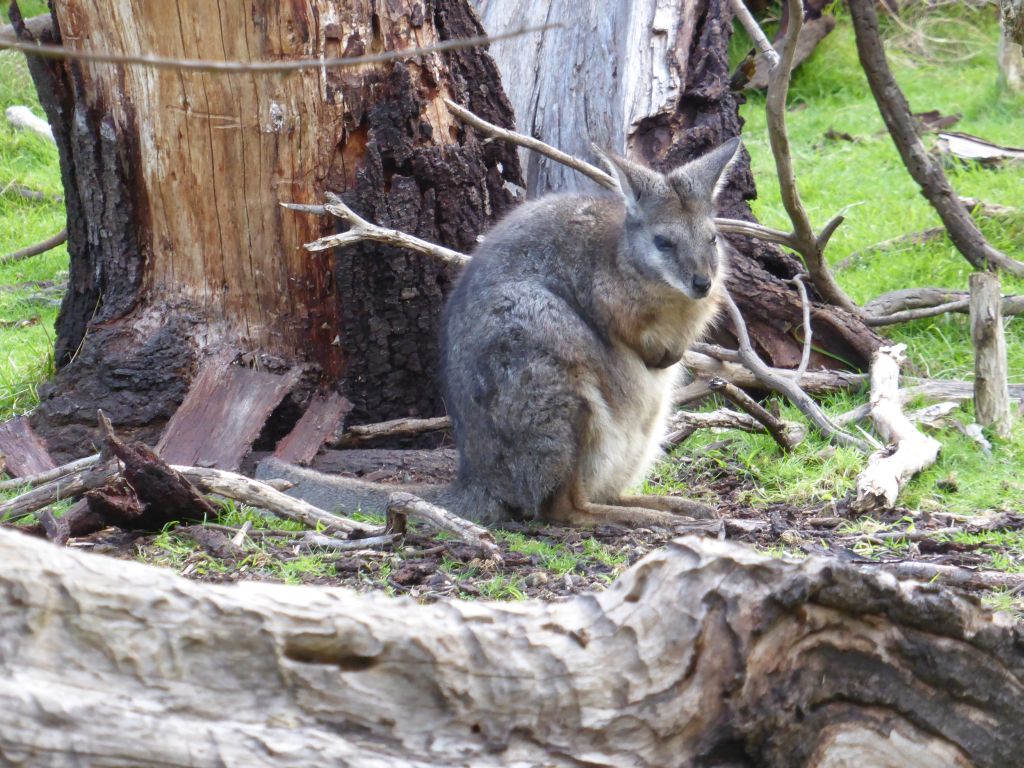 Wallaby at the Wallaby Walk at the Moonlit Sanctuary Wildlife Conservation Park