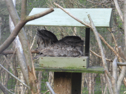 Tawny Frogmouths at the Moonlit Sanctuary Wildlife Conservation Park