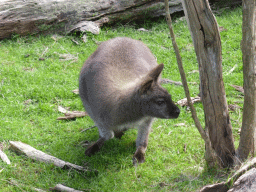 Wallaby at the Wallaby Walk at the Moonlit Sanctuary Wildlife Conservation Park