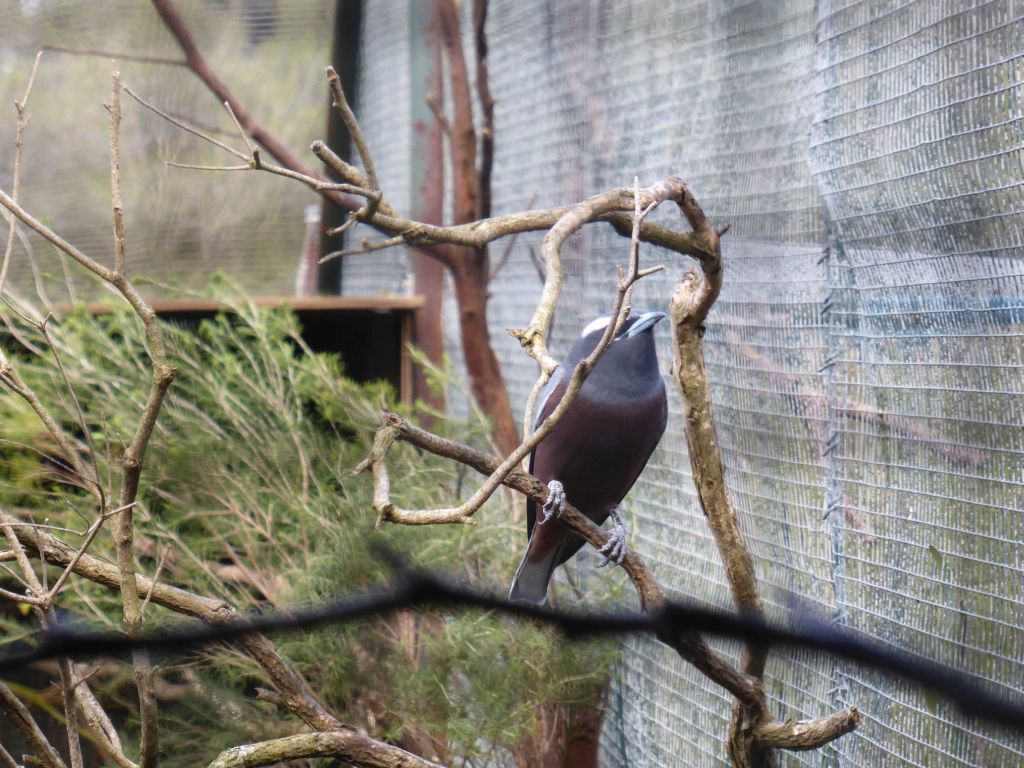 White-browed Woodswallow at the Moonlit Sanctuary Wildlife Conservation Park