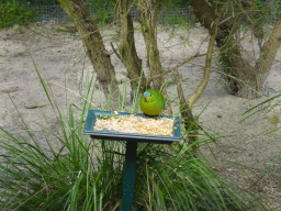 Orange-bellied Parrot at the Moonlit Sanctuary Wildlife Conservation Park