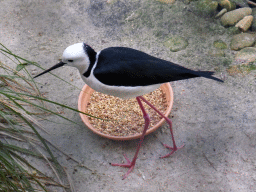 Black-winged Stilt at the Moonlit Sanctuary Wildlife Conservation Park