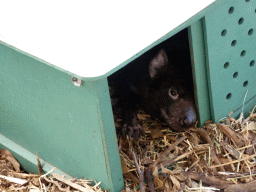 Tasmanian Devil at the Moonlit Sanctuary Wildlife Conservation Park