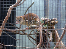 Tiger Quoll at the Moonlit Sanctuary Wildlife Conservation Park