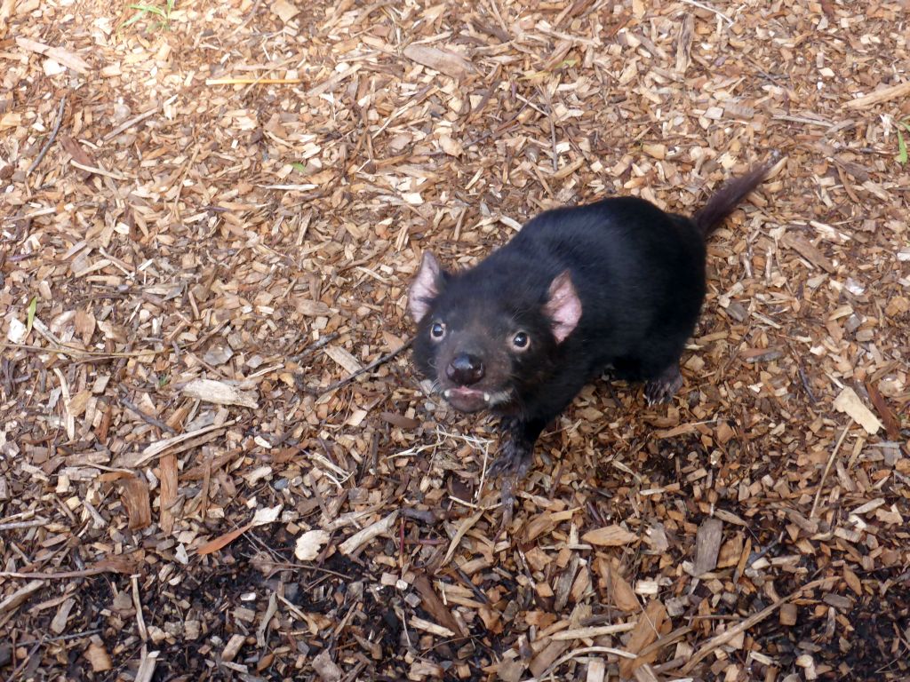 Tasmanian Devil at the Moonlit Sanctuary Wildlife Conservation Park