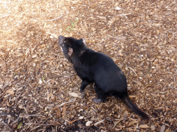 Tasmanian Devil at the Moonlit Sanctuary Wildlife Conservation Park