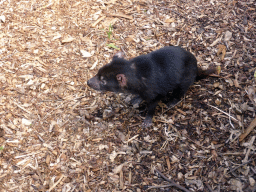 Tasmanian Devil at the Moonlit Sanctuary Wildlife Conservation Park