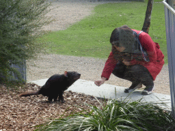 Miaomiao with a Tasmanian Devil at the Moonlit Sanctuary Wildlife Conservation Park