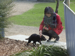 Miaomiao with a Tasmanian Devil at the Moonlit Sanctuary Wildlife Conservation Park
