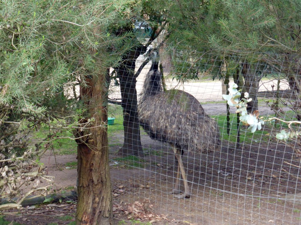 Emu at the Moonlit Sanctuary Wildlife Conservation Park