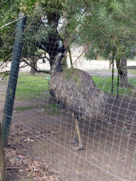 Emu at the Moonlit Sanctuary Wildlife Conservation Park