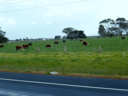 Grassland with cows, viewed from the tour bus on the road from Pearcedale to Phillip Island