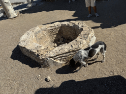 Fountain and dog at the southeast room of the Southern Bath at the Ancient City of Perge