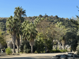 Palm trees in front of the east side of the Stadium at the Ancient City of Perge