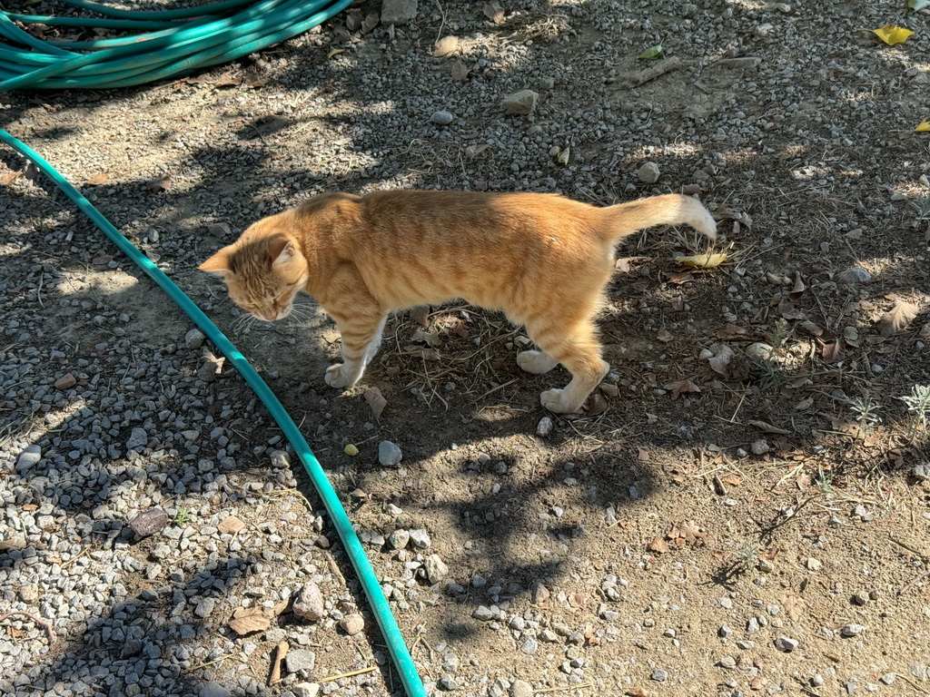 Cat at the south side of the Ancient City of Perge