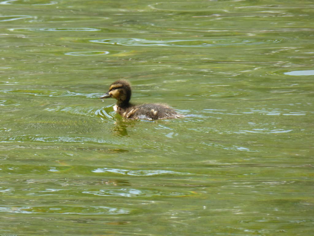 Duckling in the Sunflower Fountain