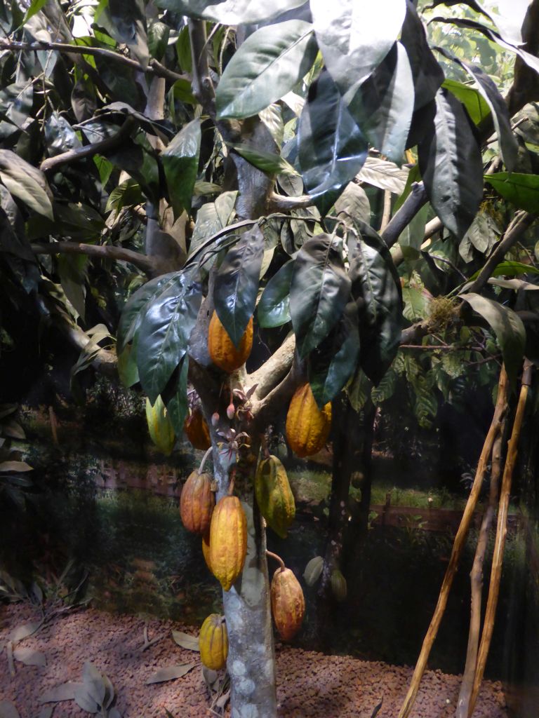 Cocoa tree at the Phillip Island Chocolate Factory