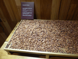 Cocoa beans at the Phillip Island Chocolate Factory