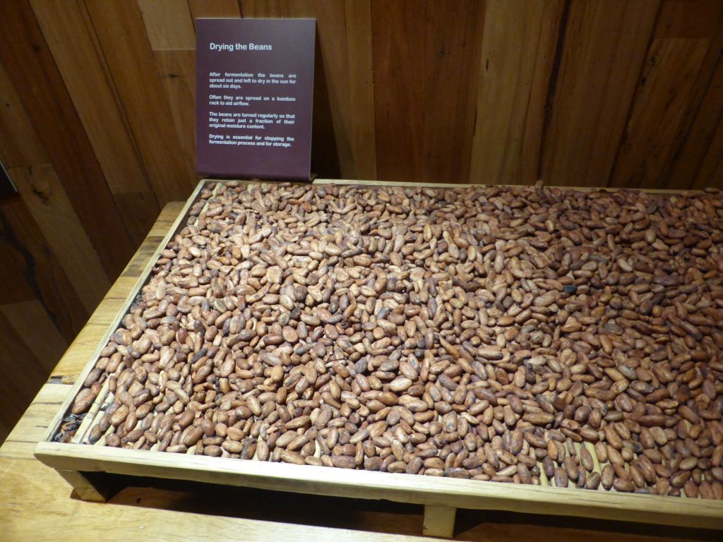 Cocoa beans at the Phillip Island Chocolate Factory