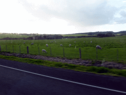 Grassland with sheep, viewed from our tour bus on the Back Beach Road