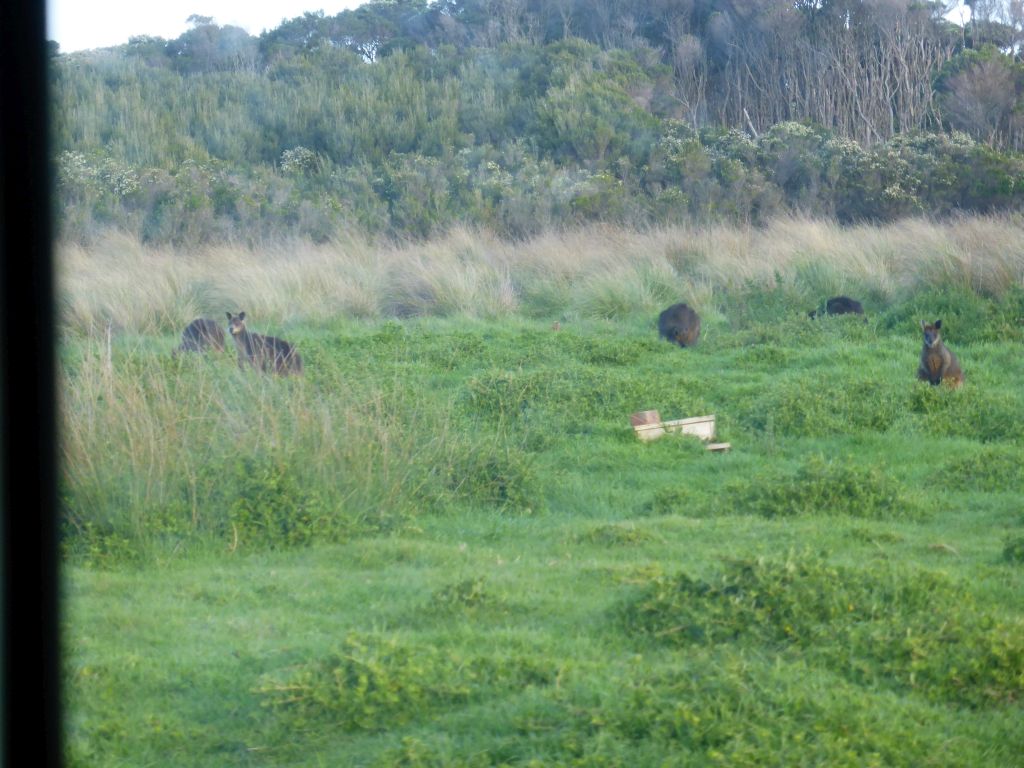 Wallabies in a grassland at the Phillip Island Nature Park, viewed from our tour bus