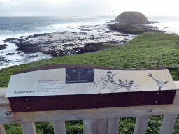 Information on seals and sealers at the Nobbies Boardwalk, with a view on the Round Island, the Seal Rocks and cliffs at the Bass Strait