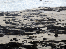 Bird flying over the cliffs at the Bass Strait, viewed from the Nobbies Boardwalk