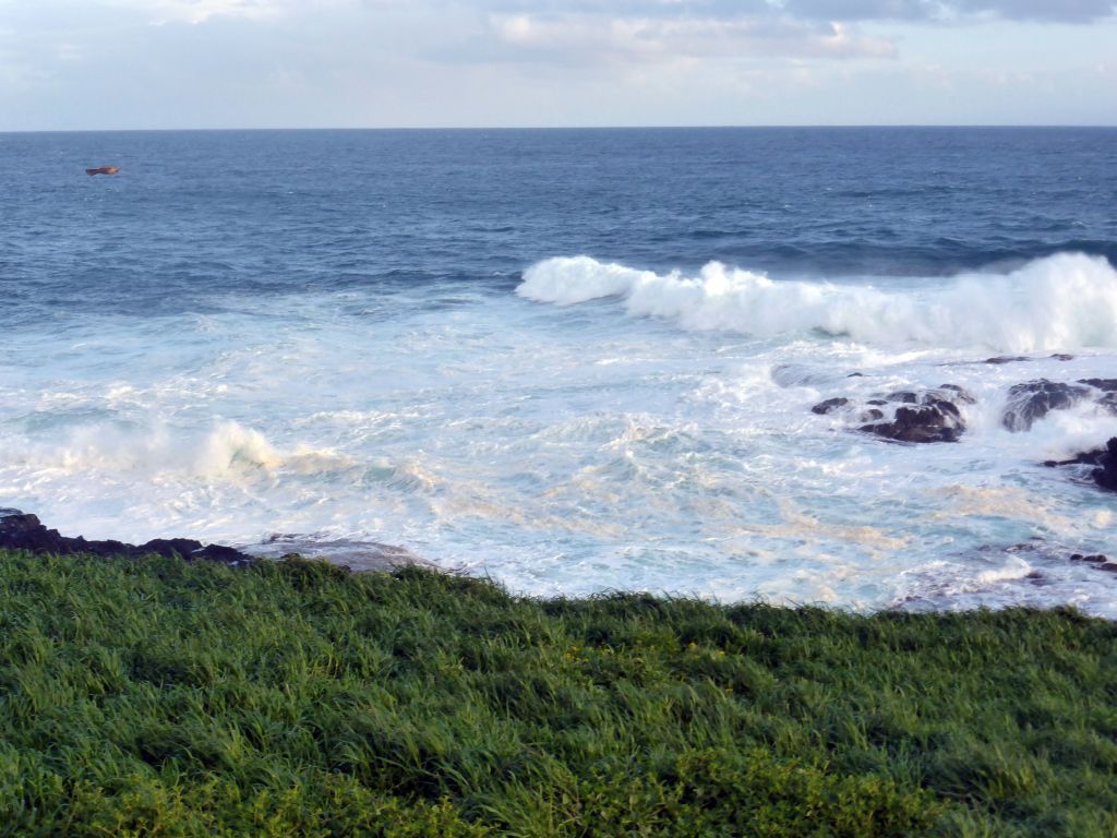 Bird flying over the cliffs at the Bass Strait, viewed from the Nobbies Boardwalk