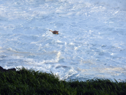 Bird flying over the Bass Strait, viewed from the Nobbies Boardwalk