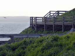 The Nobbies Boardwalk and a bird flying over the Bass Strait