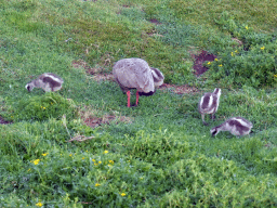 Cape Barren Goose and goslings in a grassland, viewed from the Nobbies Boardwalk