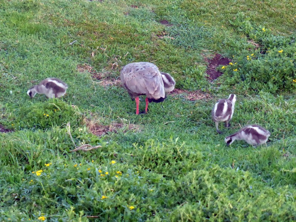 Cape Barren Goose and goslings in a grassland, viewed from the Nobbies Boardwalk