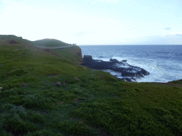 Cape Barren Goose and goslings in a grassland, the Nobbies Boardwalk and cliffs at the Bass Strait