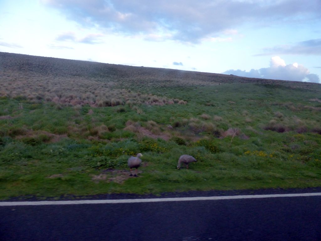 Cape Barren Geese in a grassland at the Phillip Island Nature Park, viewed from our tour bus