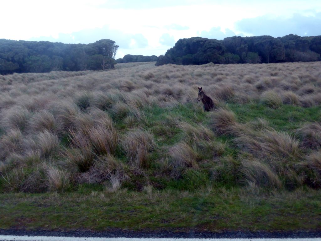 Wallaby in a grassland at the Phillip Island Nature Park, viewed from our tour bus