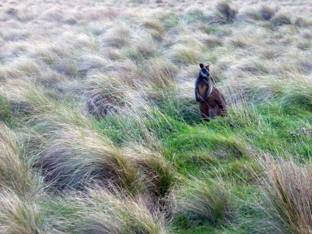 Wallaby in a grassland at the Phillip Island Nature Park, viewed from our tour bus