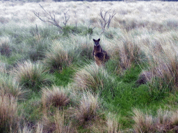 Wallaby in a grassland at the Phillip Island Nature Park, viewed from our tour bus